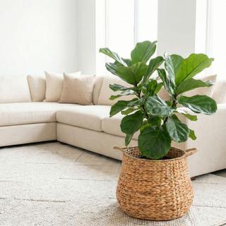 Handwoven Seagrass Basket with Handles