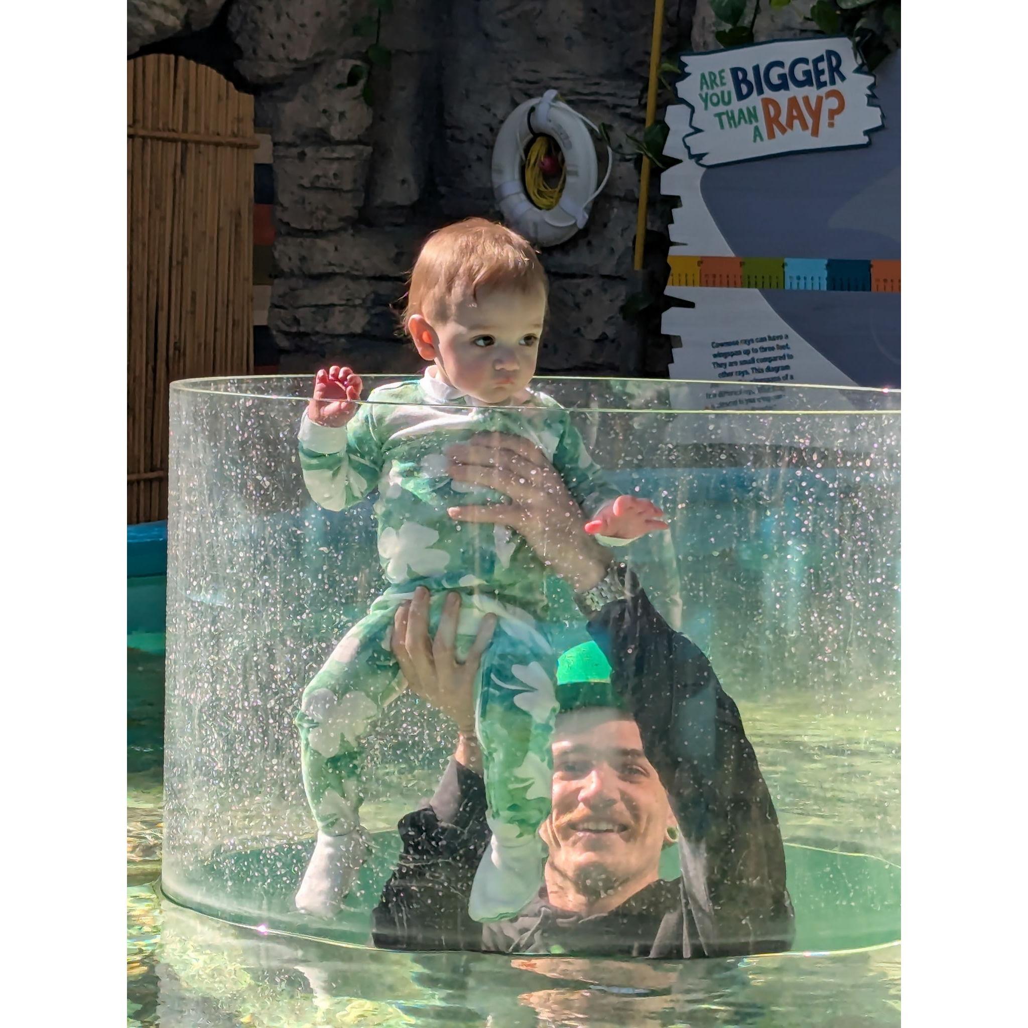 Oliver's first trip to the aquarium on Luke's 31st birthday