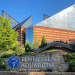 Tennessee Aquarium