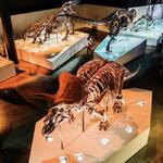 Houston Museum of Natural Science