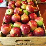 Apple Picking!
