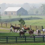 Mill Ridge Farm