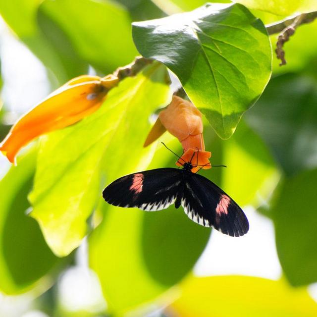 Cleveland Botanical Gardens Membership (Dual)