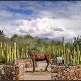 Tohono Chul Botanical Gardens
