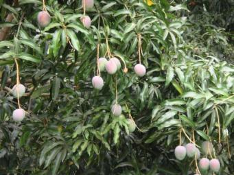 Ki Hana Local Nursery Gift Certificate *Fruit Trees *