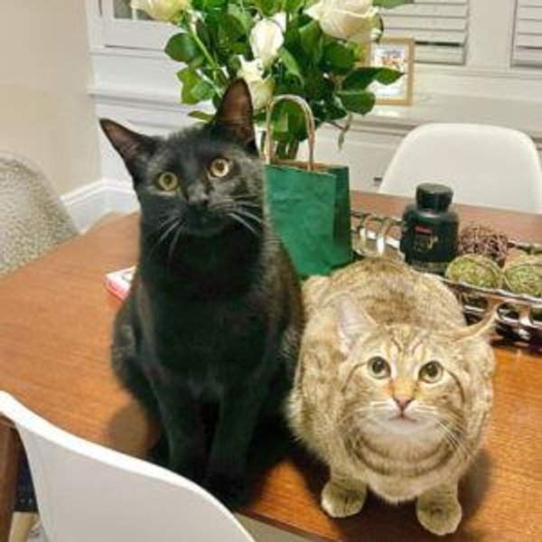 Cat Fund