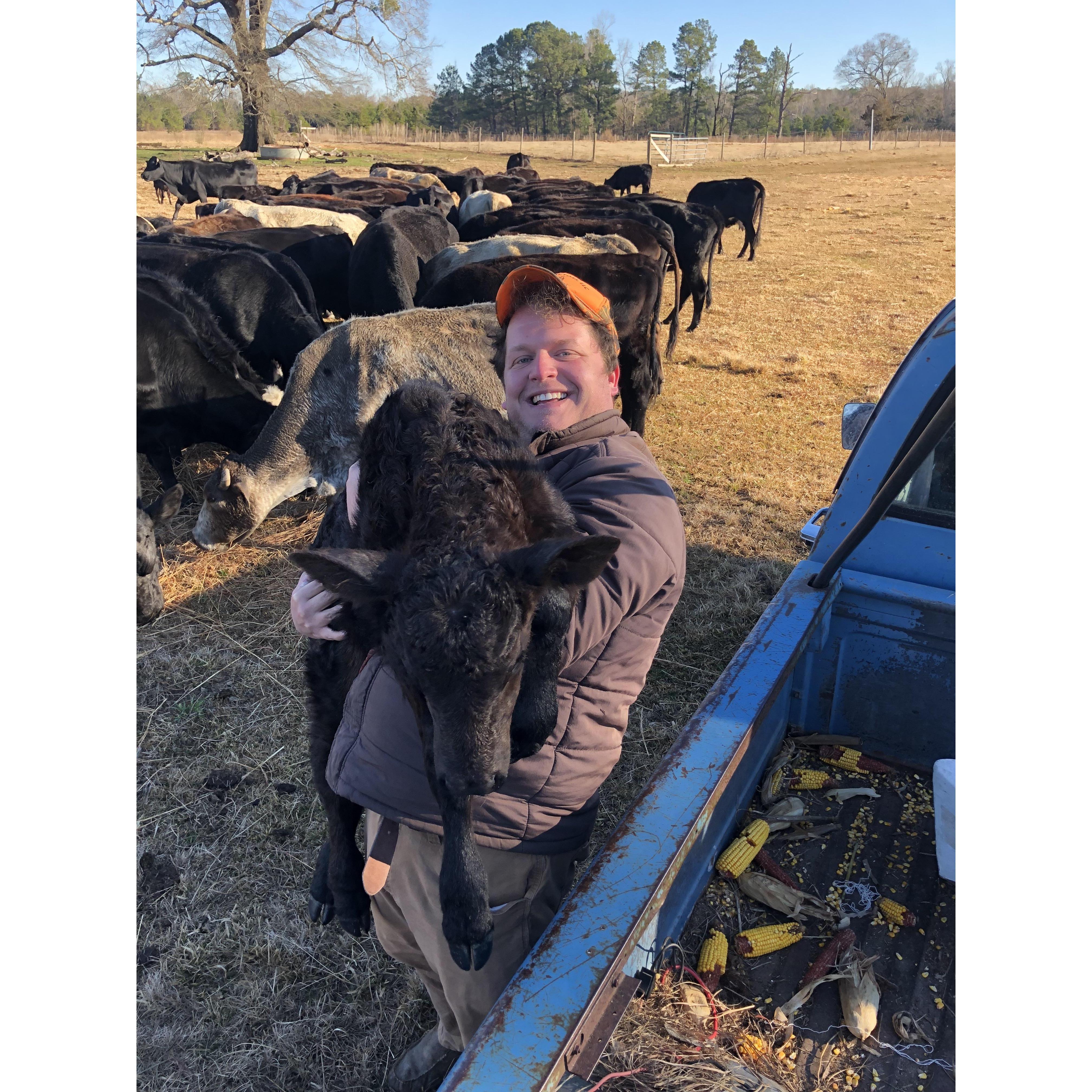 Picking up the baby cows! - February 2022