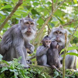 Monkey Forrest Tour