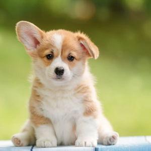 Our Corgi Fund