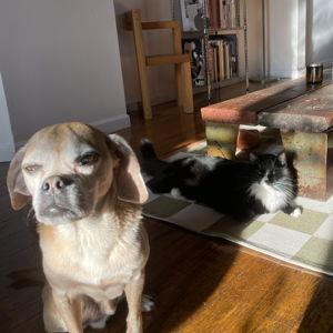 Kitty and Puppy Fund