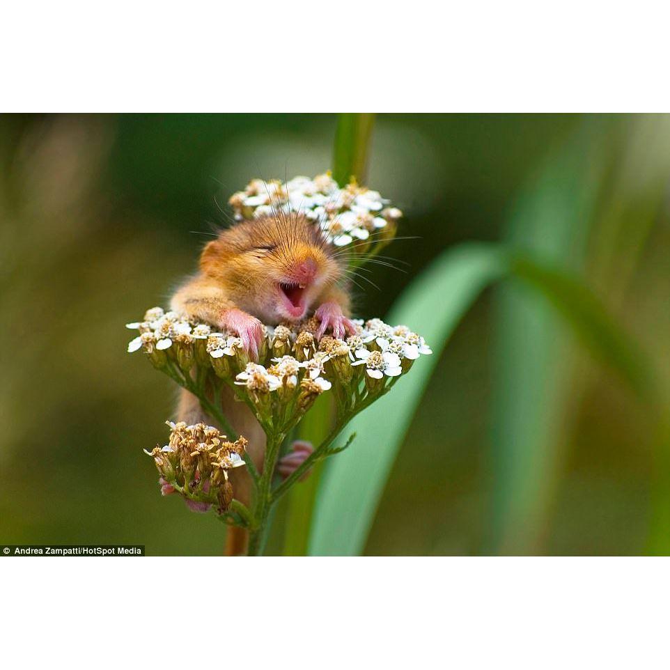 Joy. Simply joy.
(dormouse on yarrow)