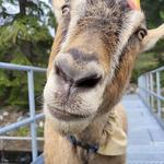 Hike With Goats on Bowen Island