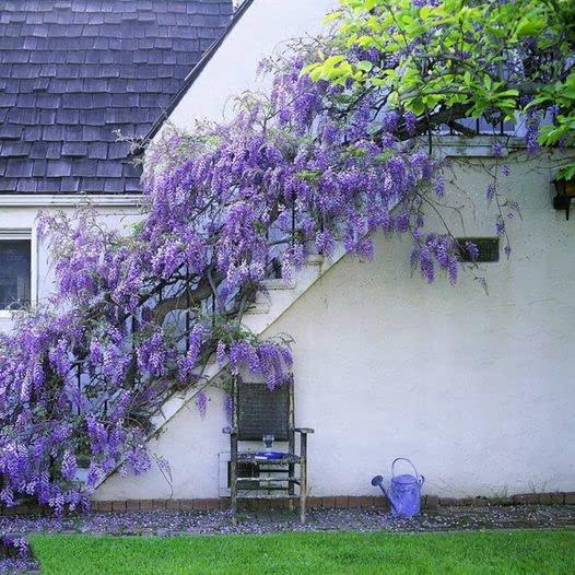 10pcs Japanese Wisteria Floribunda Flower Seeds - Lavender Purple Ornamental Vine Climber