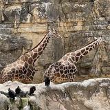 San Antonio Zoo