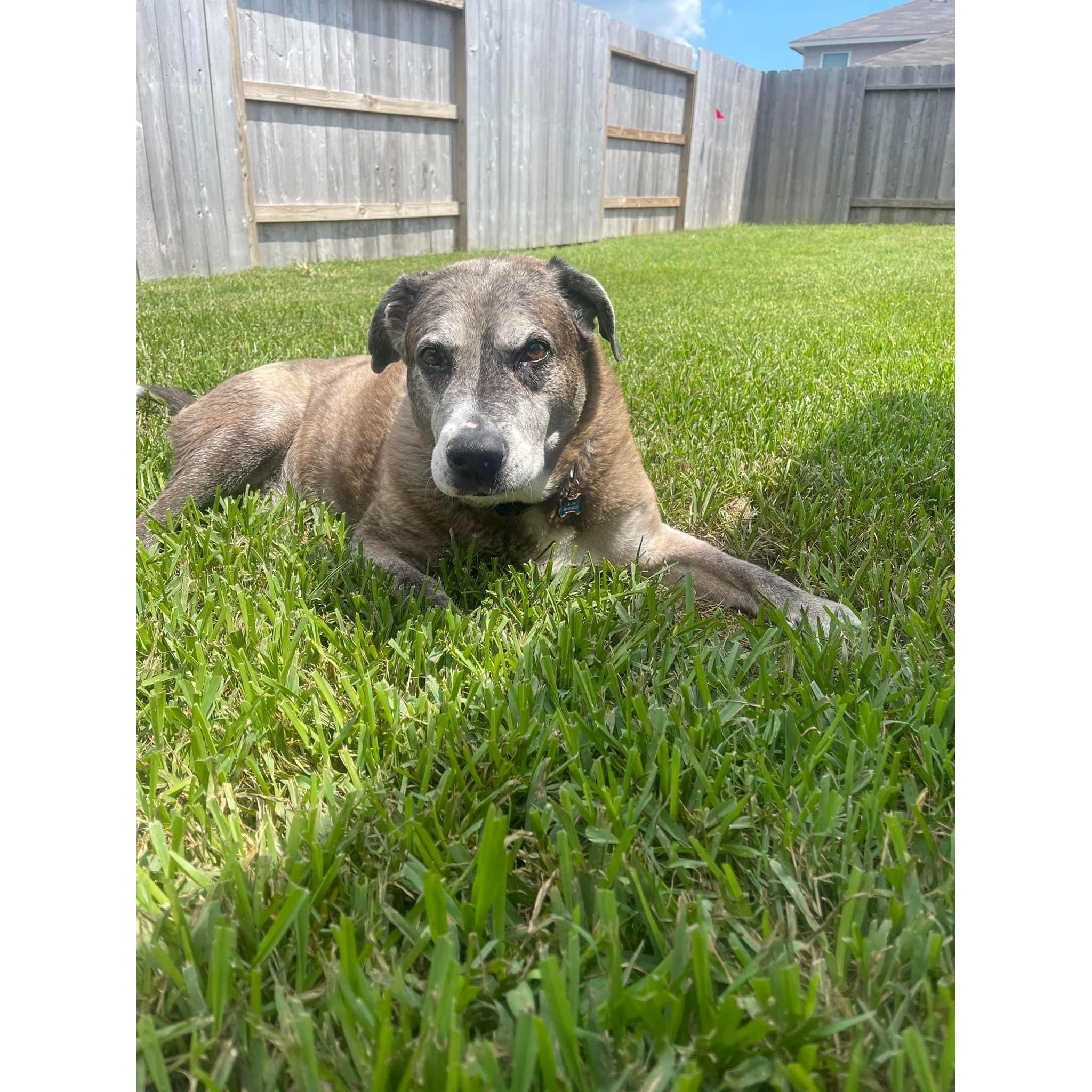 Our handsome old man, Charlie