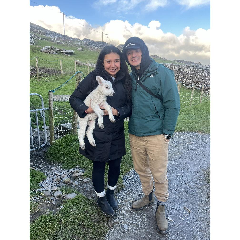 Holding a baby lamb in Dingle, Ireland! SO tempted to take it home with us.