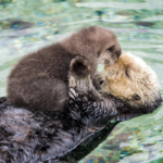 Monterey Bay Aquarium