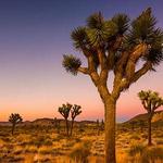 Joshua Tree