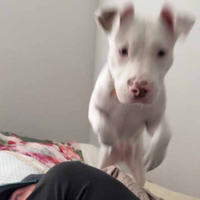 Doggy Boot Camp