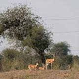 Safaris