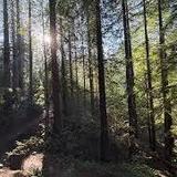 Hoyt Arboretum: living museum of trees