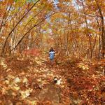 Red Hill Fire Tower Loop Trail Head
