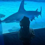 Georgia Aquarium