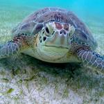 Swim with Sea Turtles in Akumal Bay