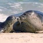 Visit the seals at La Jolla Children's Pool