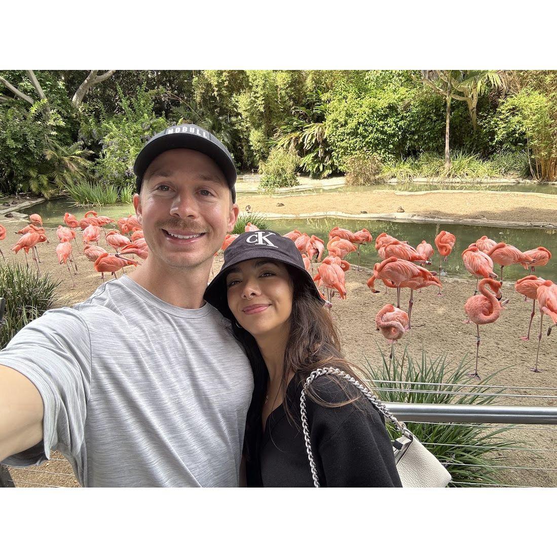 Flamingo squad goals at the San Diego Zoo