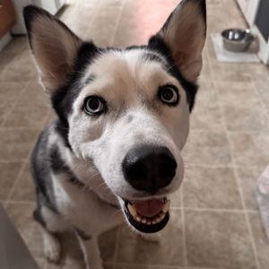 Grooming Appointment for Juniper!