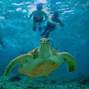 Honey Moon Excursion: Hidden Cenote Swim - Snorkeling, Sea Turtles and Beachside Lunch