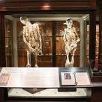 The Mütter Museum at The College of Physicians of Philadelphia