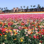 The Flower Fields