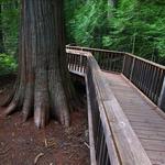 Trail of the Cedars (Wheelchair Accessible)