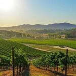 Wine Tasting