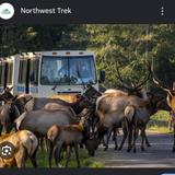 Northwest Trek Wildlife Park