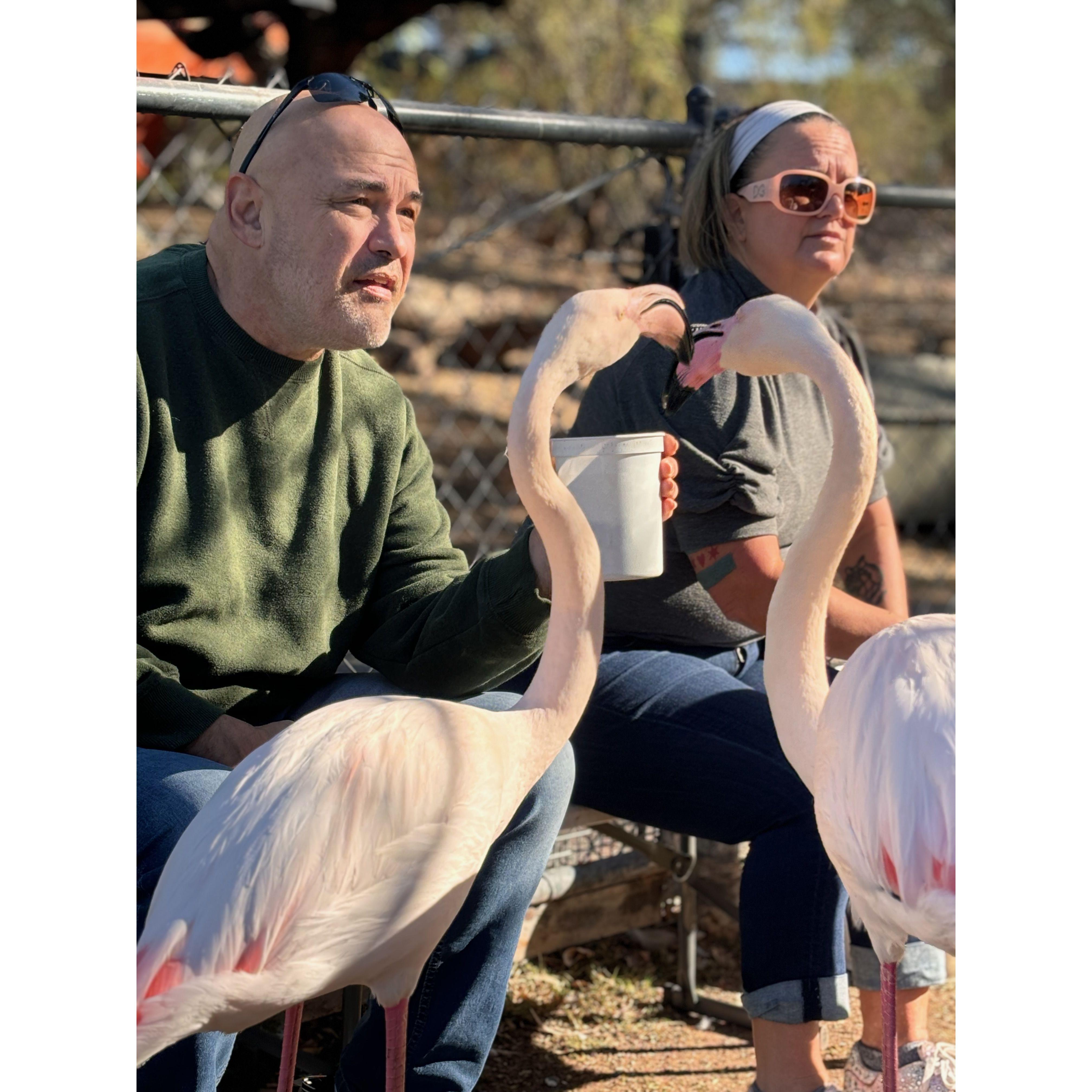 When he bought me a private feeding with spirit animals, FLAMINGOS