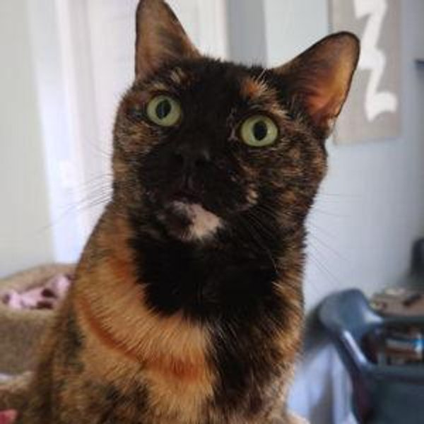 Cat Angels Pet Adoptions Fund