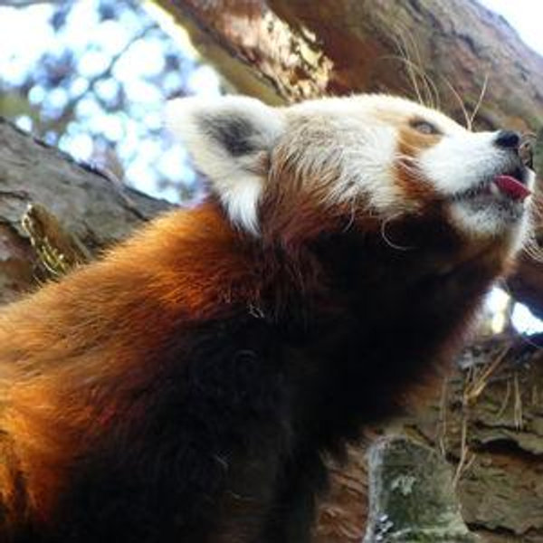 Woodland Park Zoo Annual Pass