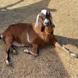 Deer Hollow Farm