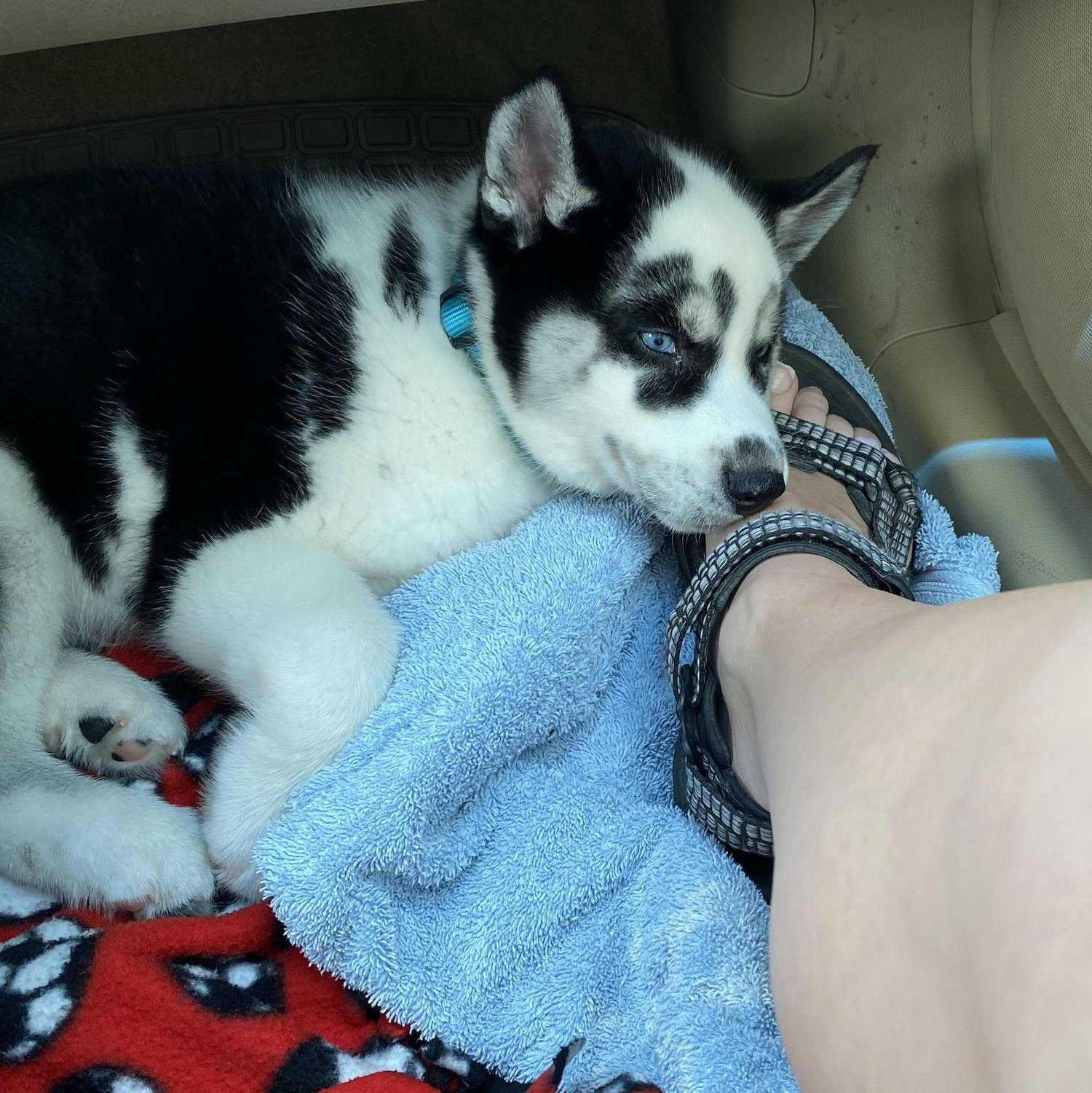 Spring 2021 (the day we adopted Kylo)
