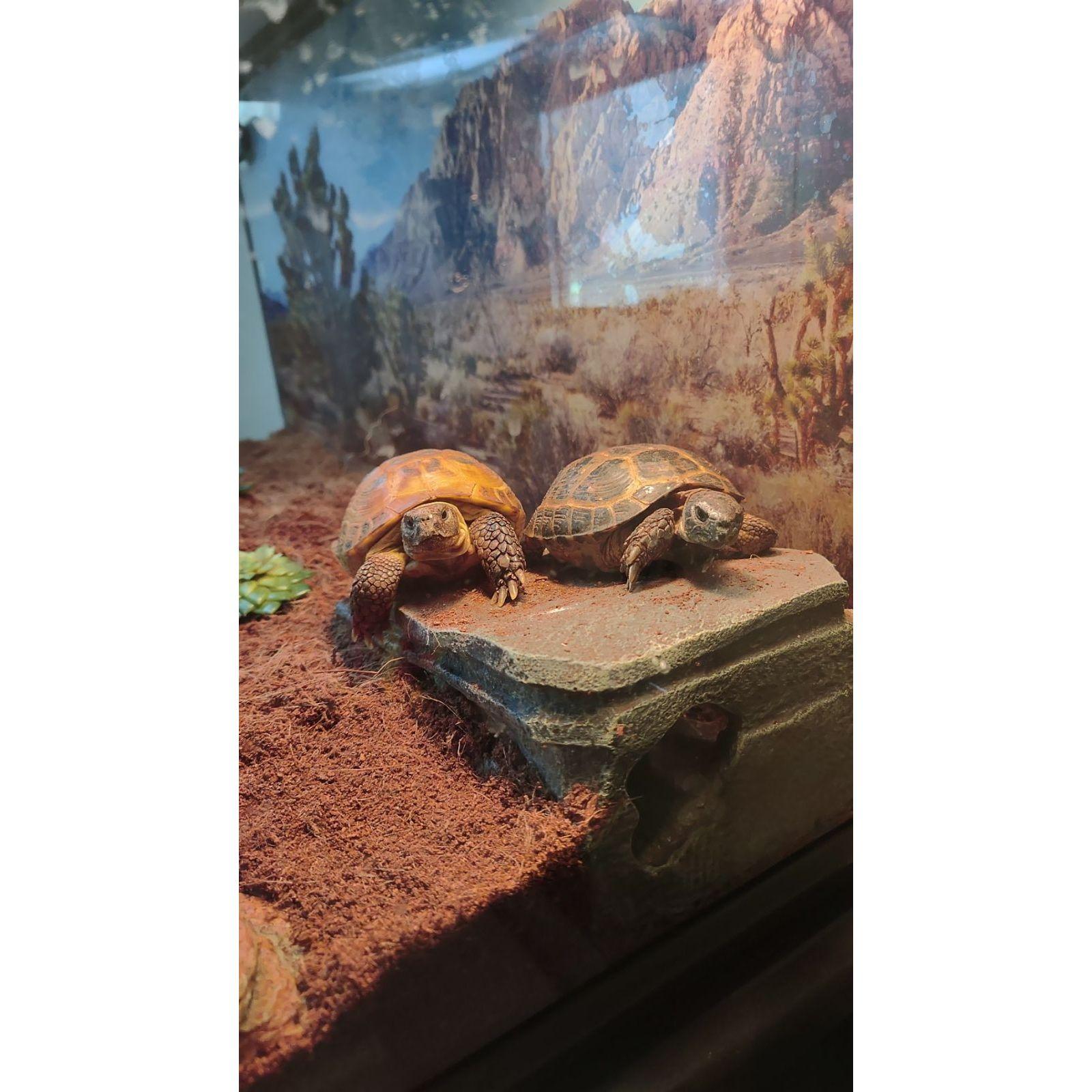 Da Bois! Zeke and Zaku
