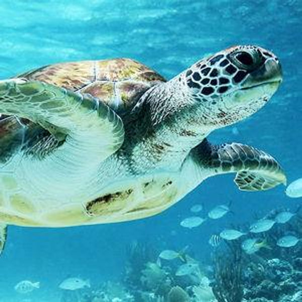 Snorkeling with Sea Turtles in Hawaii on our Honeymoon