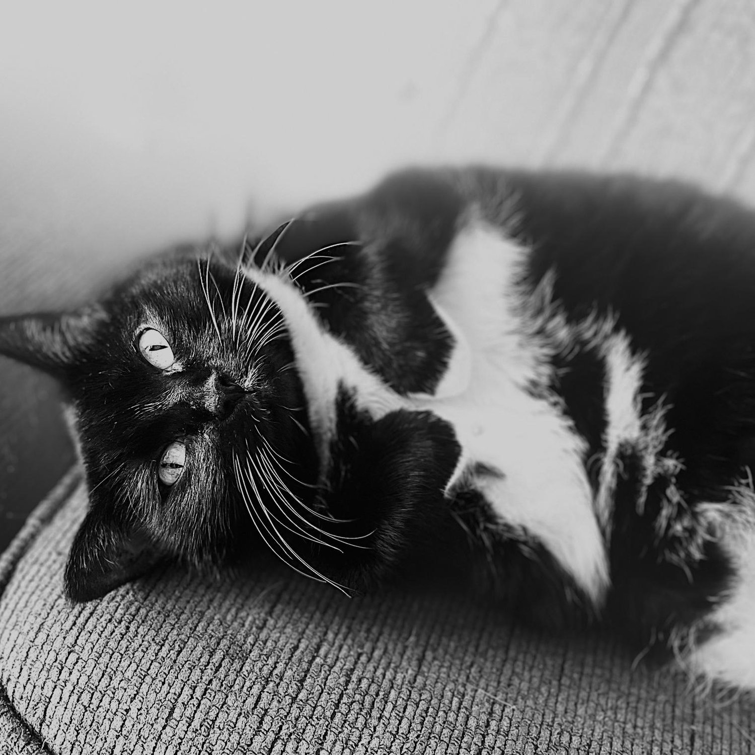 Stella