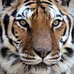 Tigers For Tomorrow Wild Animal Preserve