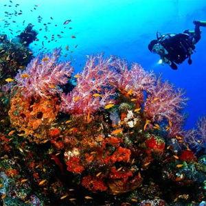 Ko Samui Scuba Dive & Private Boat Tour
