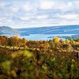 Heron Hill Winery