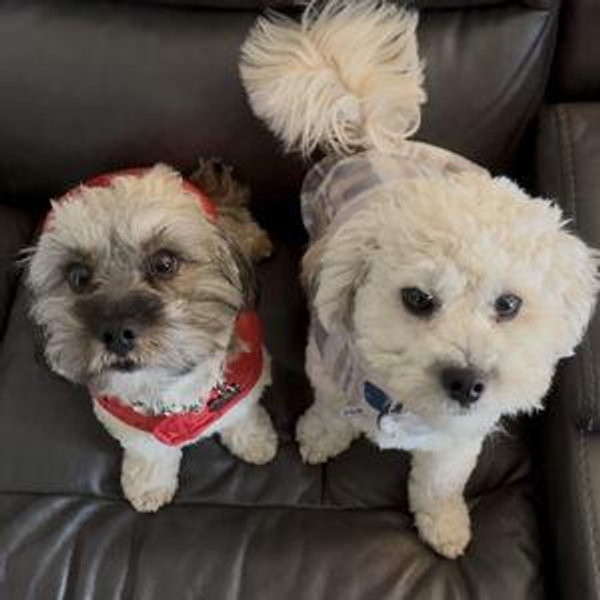 Our Pet Toy Fund