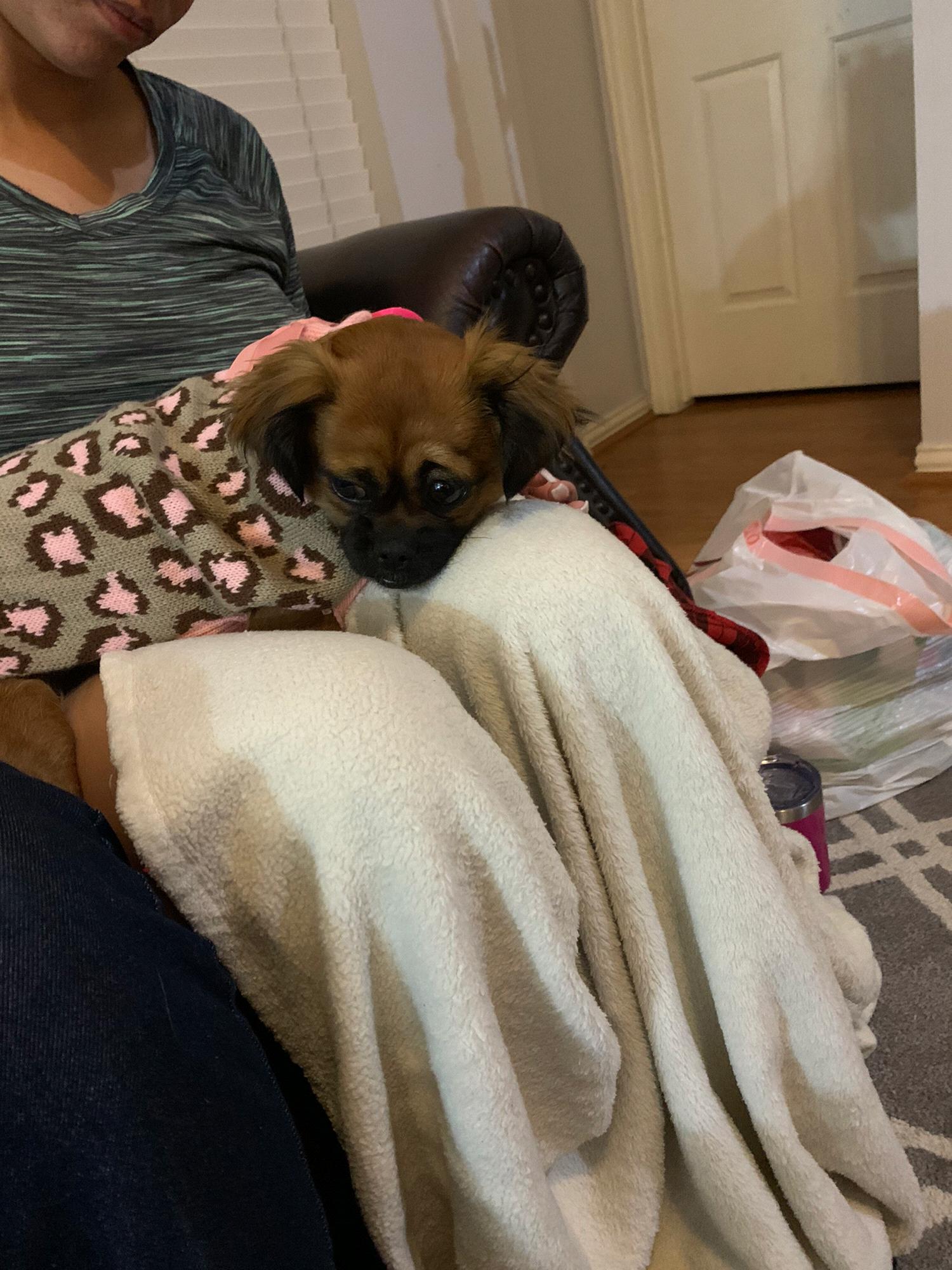 Our lil fur baby. She is a Shih Tzu mix and loves to cuddle.